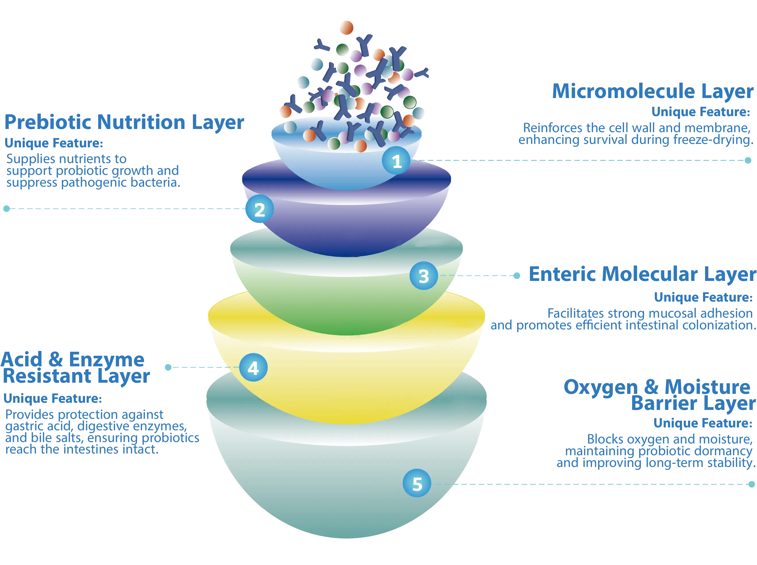 Micro-encapsulated Probiotics for Women Health - HelpGut V-001 OEM/ODM Service Custom Finished & Bulk Supplements
