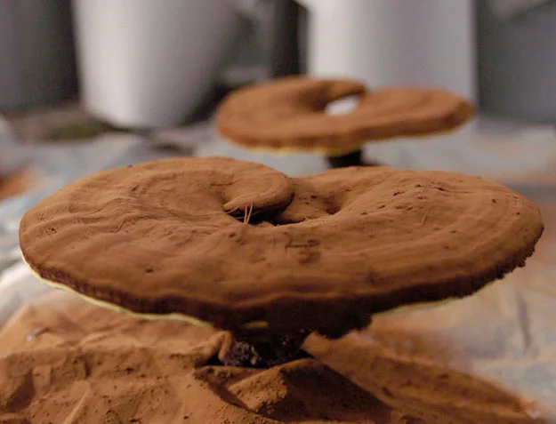 Best Quality Pure Reishi Mushroom Ganoderma Lucidum Shell Sporoderm Broken Ganoderma Lucidum Spore Powder