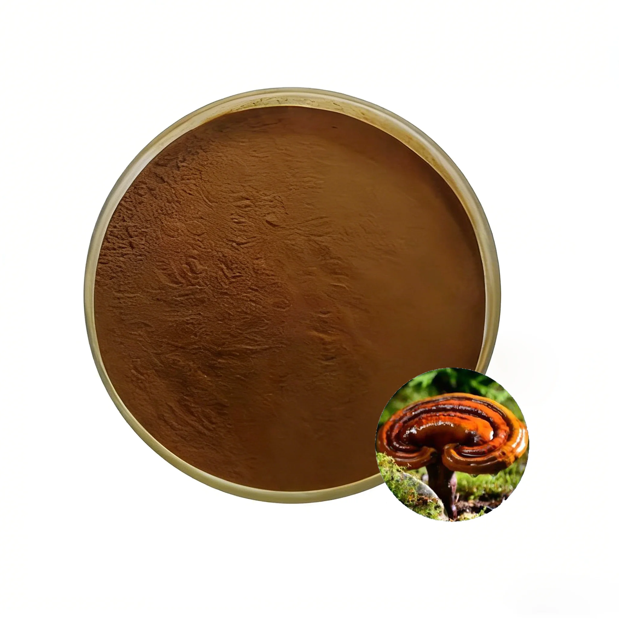 Ganoderma Lucidum Fruiting Body Extract 10%-30% Ganoderma Polysaccharide Content Mushroom Powder Health Food Raw Materials