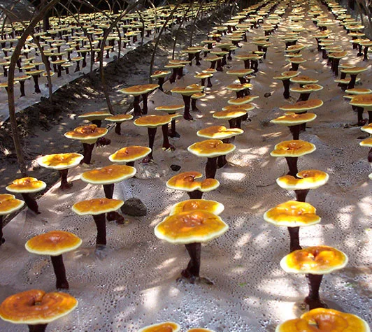 Ganoderma Lucidum Fruiting Body Extract 10%-30% Ganoderma Polysaccharide Content Mushroom Powder Health Food Raw Materials