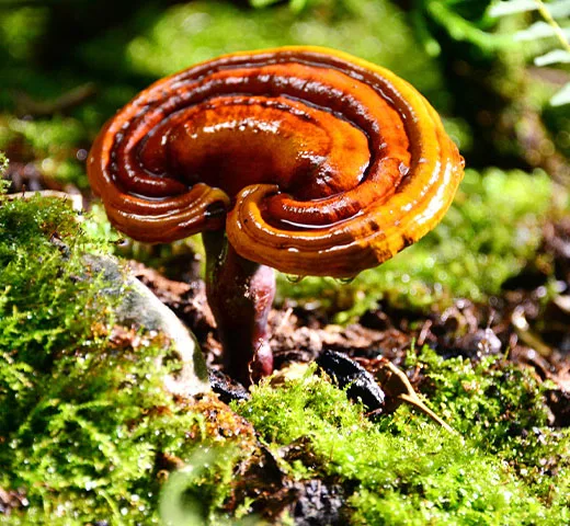 Ganoderma Lucidum Fruiting Body Extract 10%-30% Ganoderma Polysaccharide Content Mushroom Powder Health Food Raw Materials