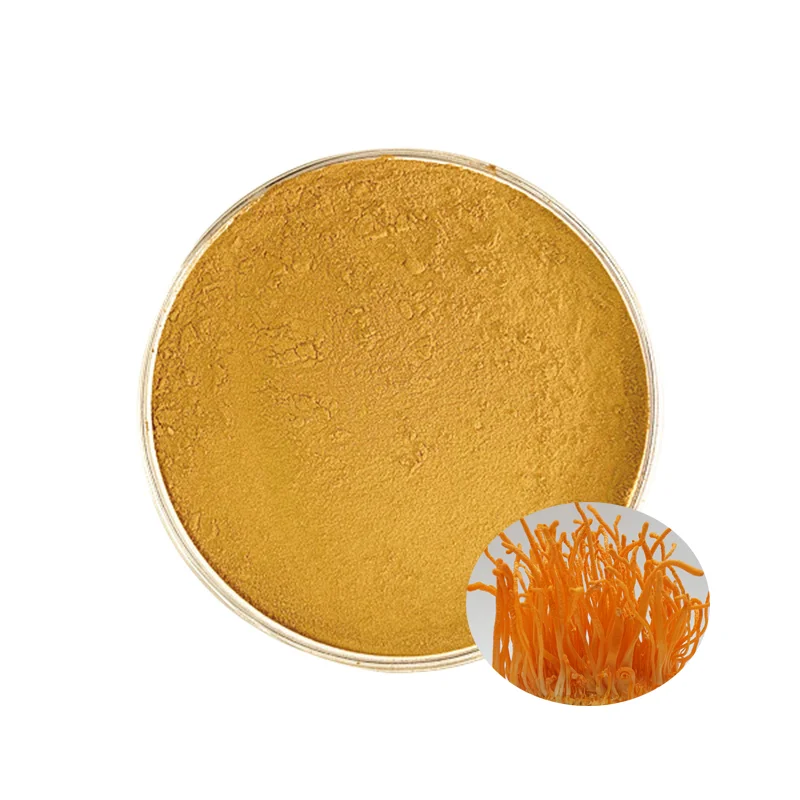 0.5%-1% Cordycepin Standardized Cordyceps Militaris Extract Powder for Food & Supplement Applications
