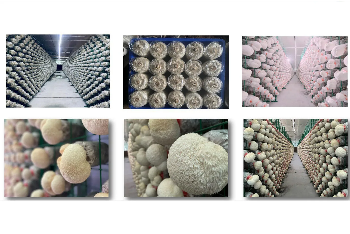 Premium Lion's Mane Mushroom Extract 30% Polysaccharides Hericium Erinaceus Extract Powder Bulk Food Ingredient Supply