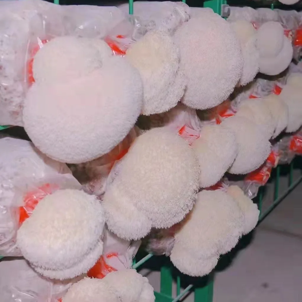 Premium Lion's Mane Mushroom Extract 30% Polysaccharides Hericium Erinaceus Extract Powder Bulk Food Ingredient Supply