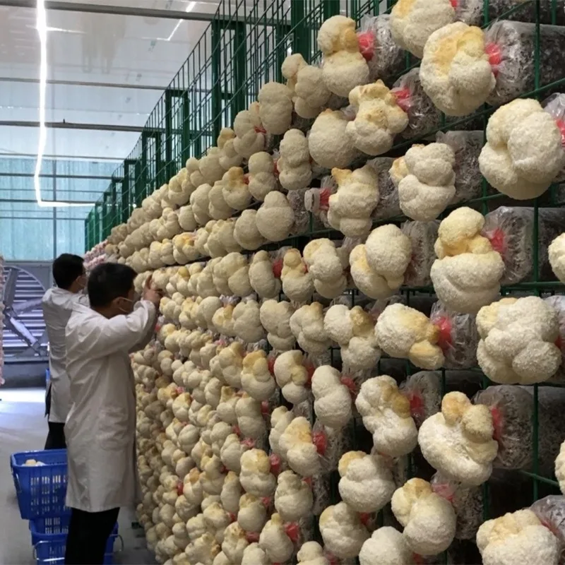 Premium Lion's Mane Mushroom Extract 30% Polysaccharides Hericium Erinaceus Extract Powder Bulk Food Ingredient Supply