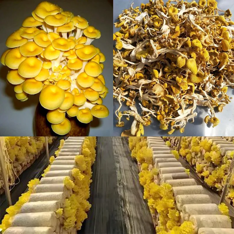High Quality Yellow oyster Mushroom Extract L-ergothioneine 1% Powder Natural Dried Golden oyster Mushroom Extract